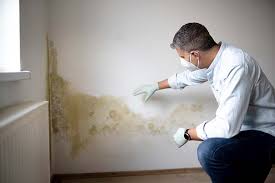 Why You Should Choose Our Mold Remediation Services in Hamilton, MO